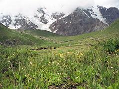 14 Cows Graze At Nanga Parbat Base Camp Nanga Parbat North Rakhiot Base Camp (3967m) is set in a beautiful meadow filled with Himalayan flowers and cows quietly grazing.